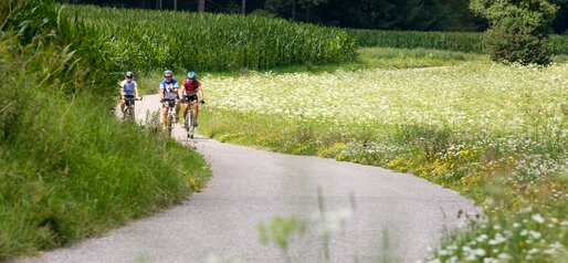 Ciclista vicino a un campo di mais | © TV_Kiens Georg Tappeiner