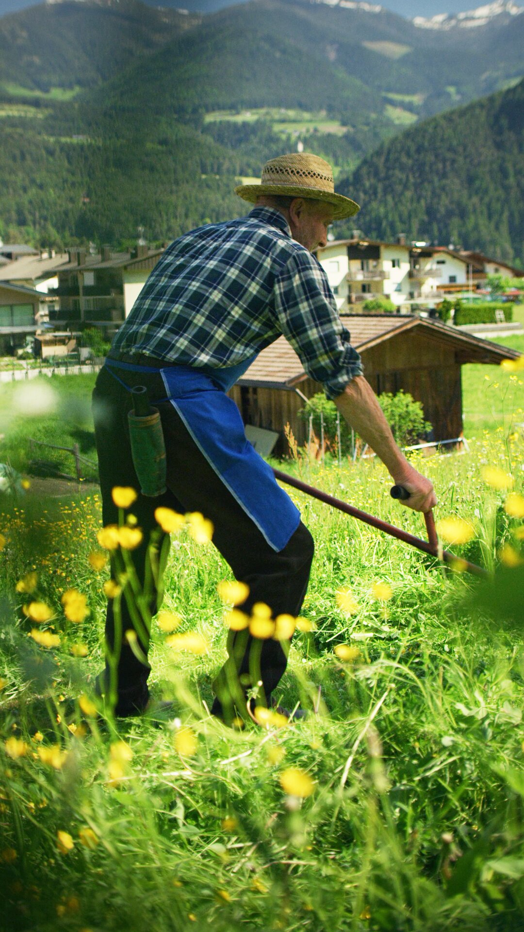 dairyman at work in a meadow
