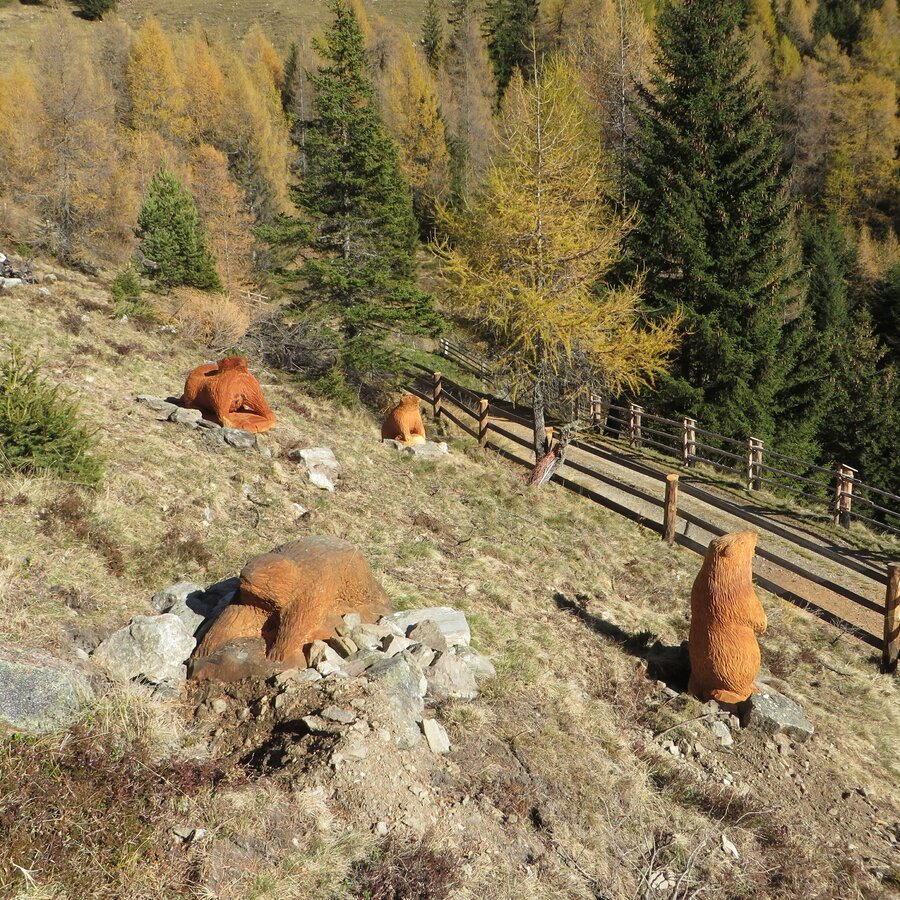 Holzmurmeltiere auf dem Murmeltierweg
