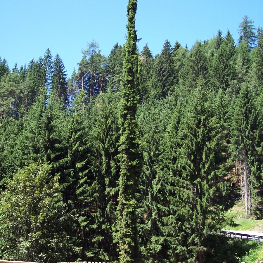 olumnar spruce between Hofern/Corti and Issing/Issengo | © TV Kiens